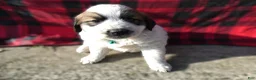 Great Pyrenees dogs for sale: Great Pyrenees Puppy 3 Oscar - Ad 4