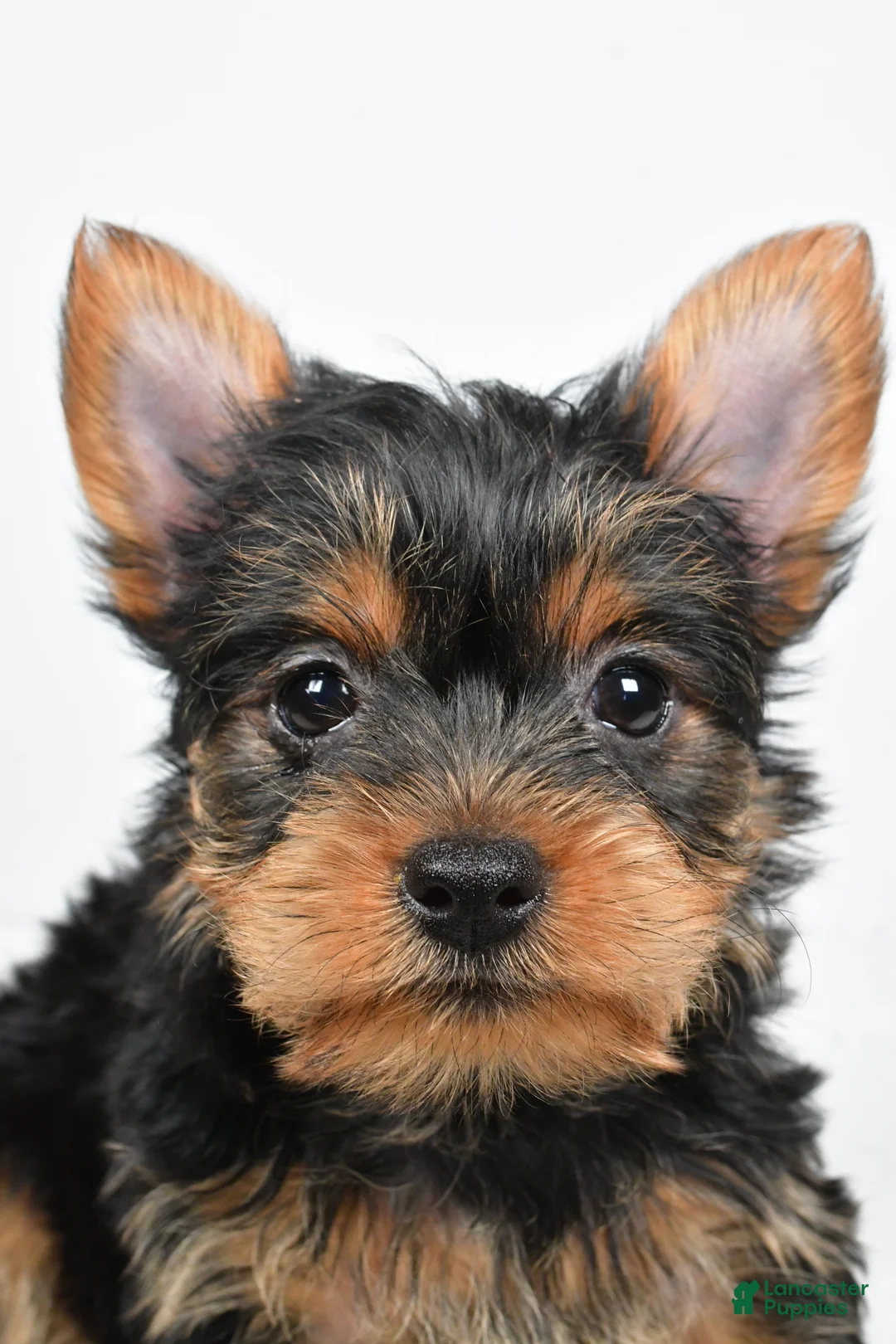 Yorkshire Terrier dogs for sale: Hailey - Ad 9