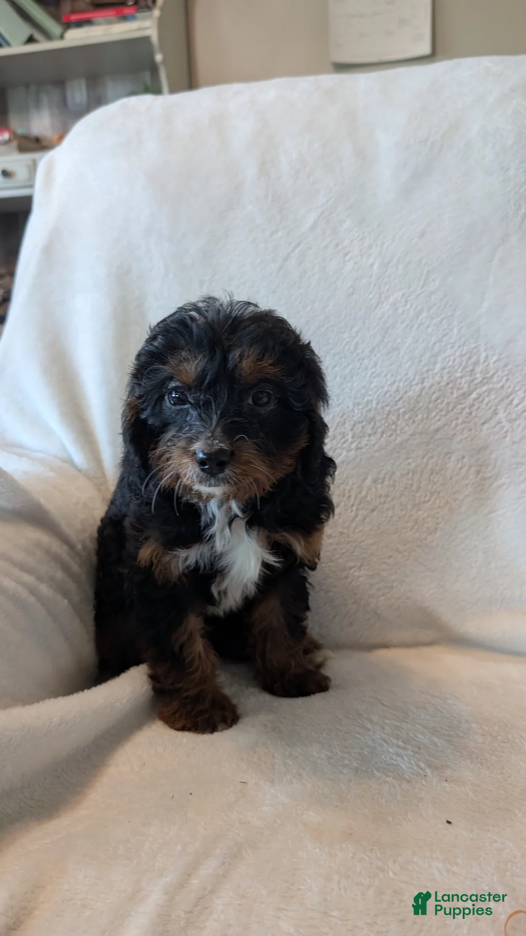 Cavapoo dogs for sale: Cavapoo Puppy 1 - Ad 1