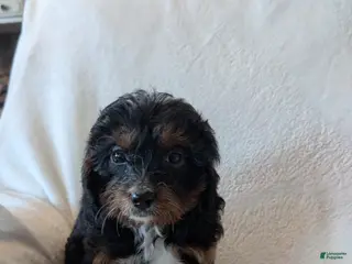 Cavapoo dogs for sale: Cavapoo Puppy 1 - Ad 1