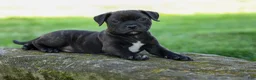 Staffordshire Bull Terrier dogs for sale: Moose 🐶 - Ad 13