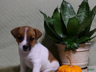 Jack Russell Terrier dogs - Ad 6
