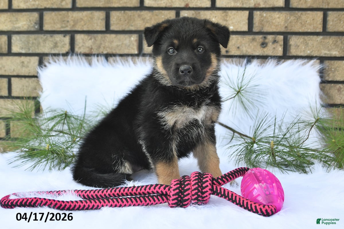 German Shepherd dogs Grace - Ad 1