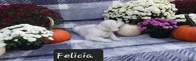 Felicia 