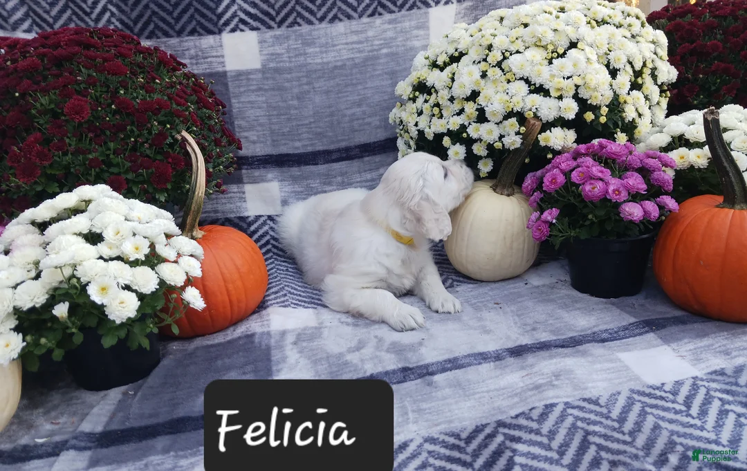 Golden Retriever dogs for sale: Felicia  - Ad 1