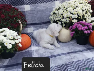 Golden Retriever dogs Felicia - Ad 1