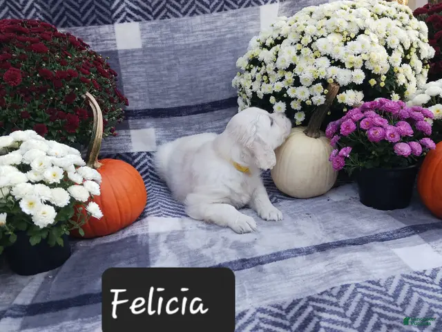 Golden Retriever dogs for sale: Felicia - Ad 2