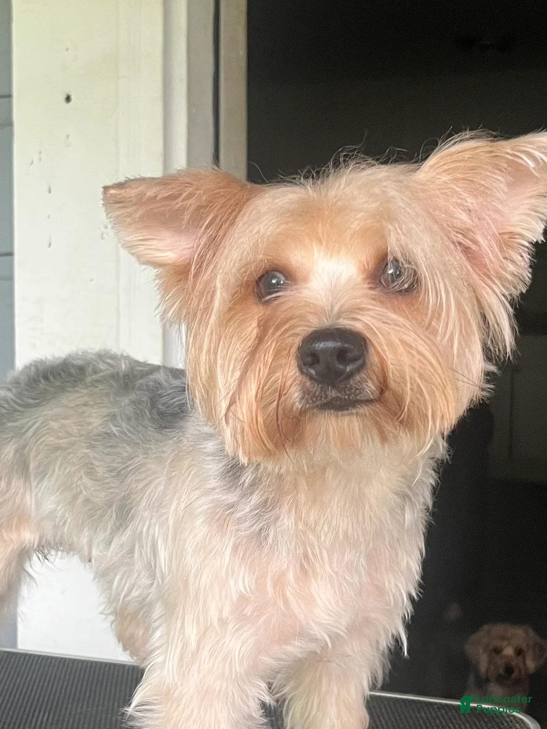 Yorkshire Terrier dogs for sale: Pongo  - Ad 4