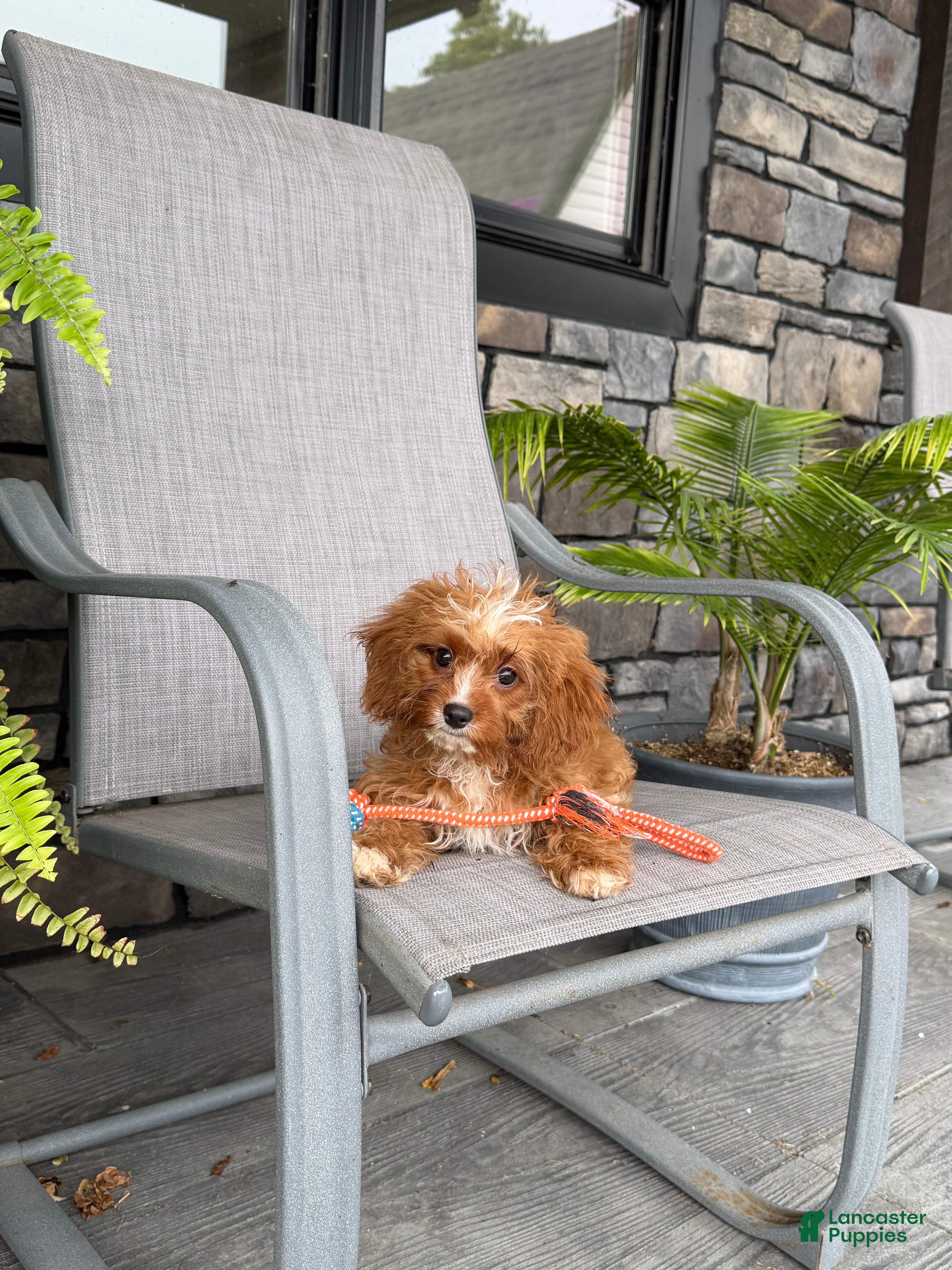 Cavapoo dogs Gracie - Ad 2