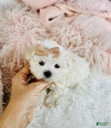 Maltese dogs Maltese 1 - Ad 2