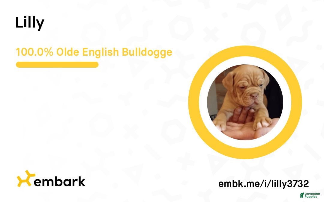 Olde English Bulldogge dogs for sale: Olde English Bulldogge Puppy 3 - Ad 5