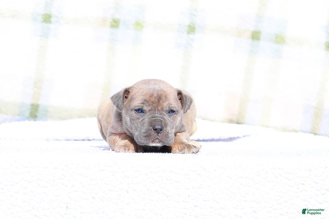 Mixed Breed dogs for sale: Junco - European Doberdane Blue Brindle! - Ad 3