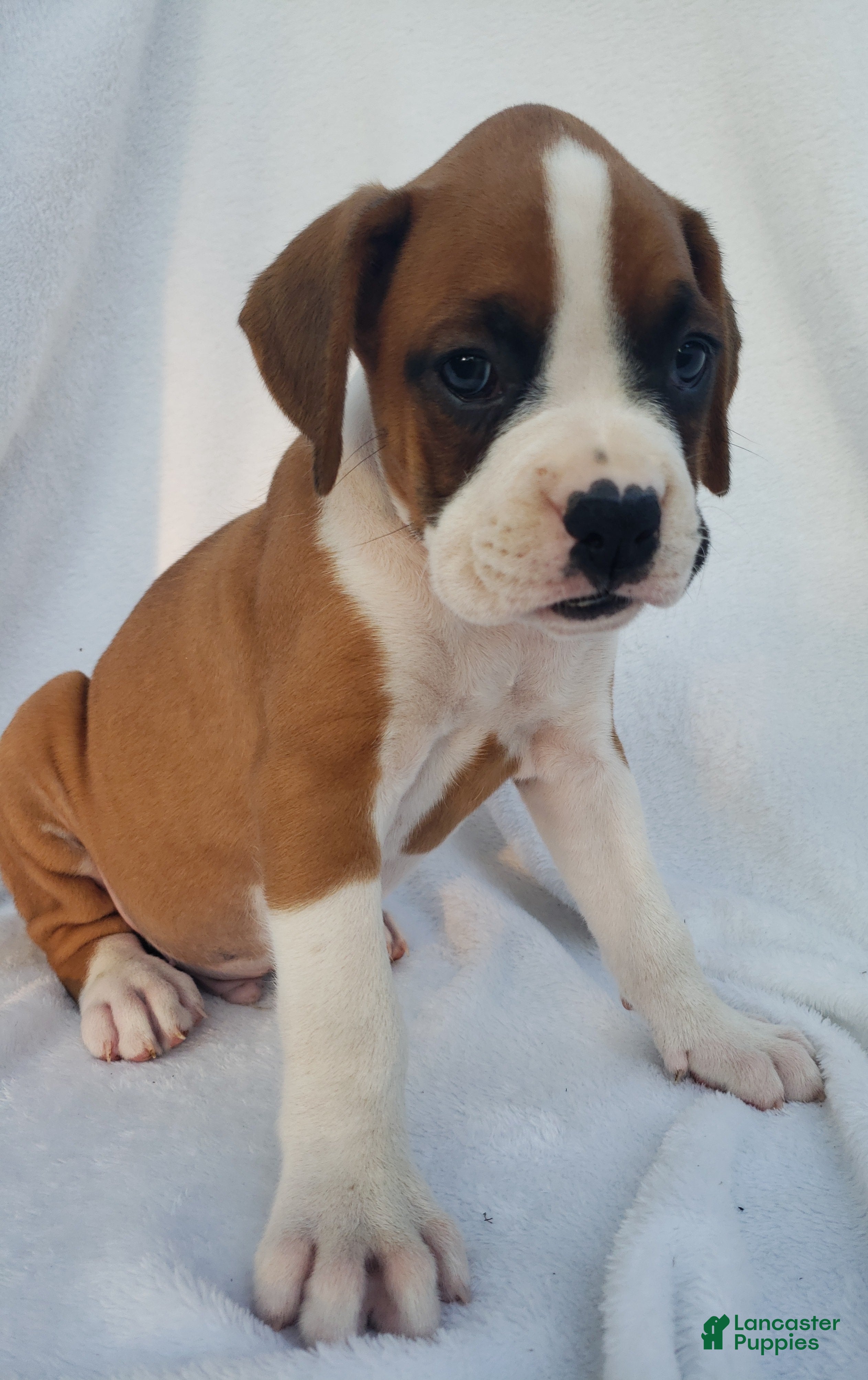 Boxer dogs Deisel  - Ad 2