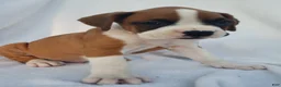 Boxer dogs for sale: Deisel  - Ad 2