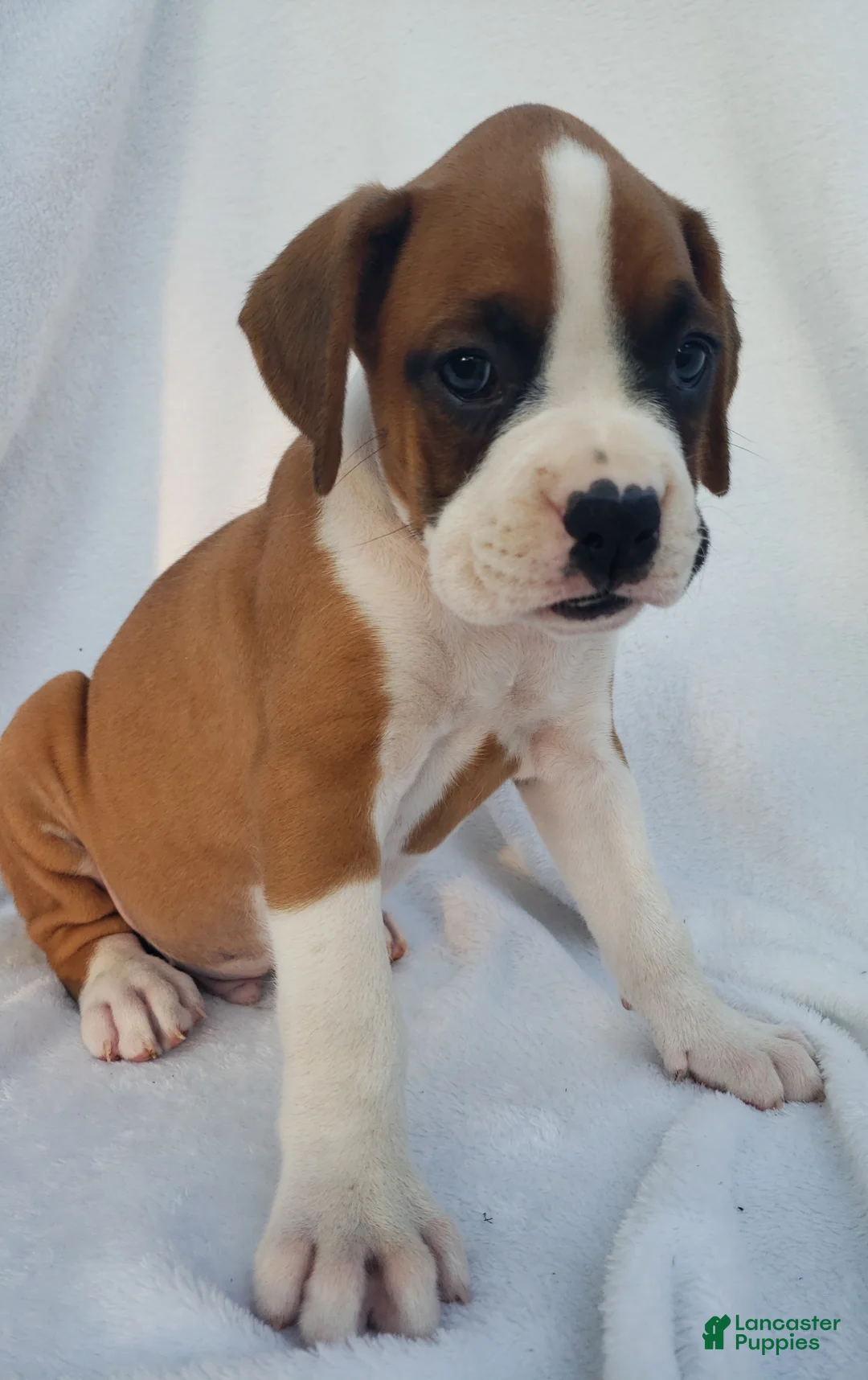 Boxer dogs for sale: Deisel  - Ad 2
