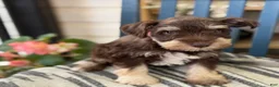 Miniature Schnauzer dogs for sale: Sophie - Ad 14