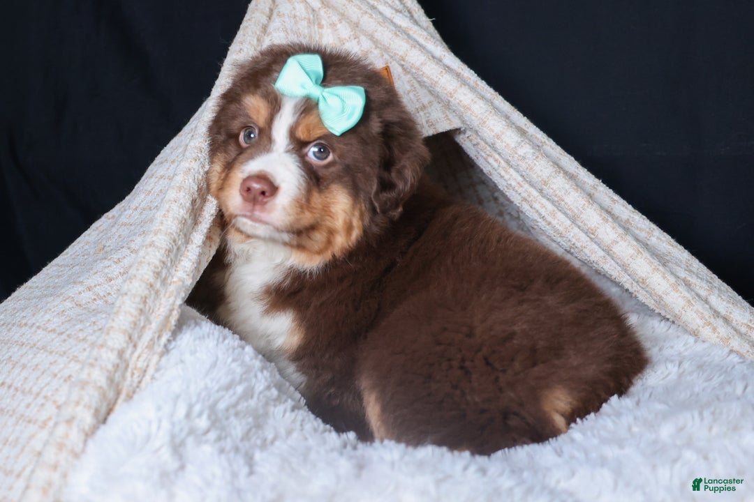 Miniature Australian Shepherd dogs for sale: SHADOW - Ad 15