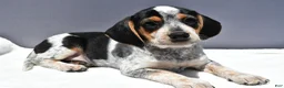 Beagle dogs for sale: Ryan - Ad 7