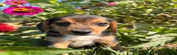 Beagle dogs for sale: Duke - Ad 7