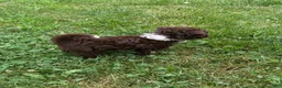 Mini Aussiedoodle dogs for sale: Mini Aussiedoodle Puppy 1 - Ad 3