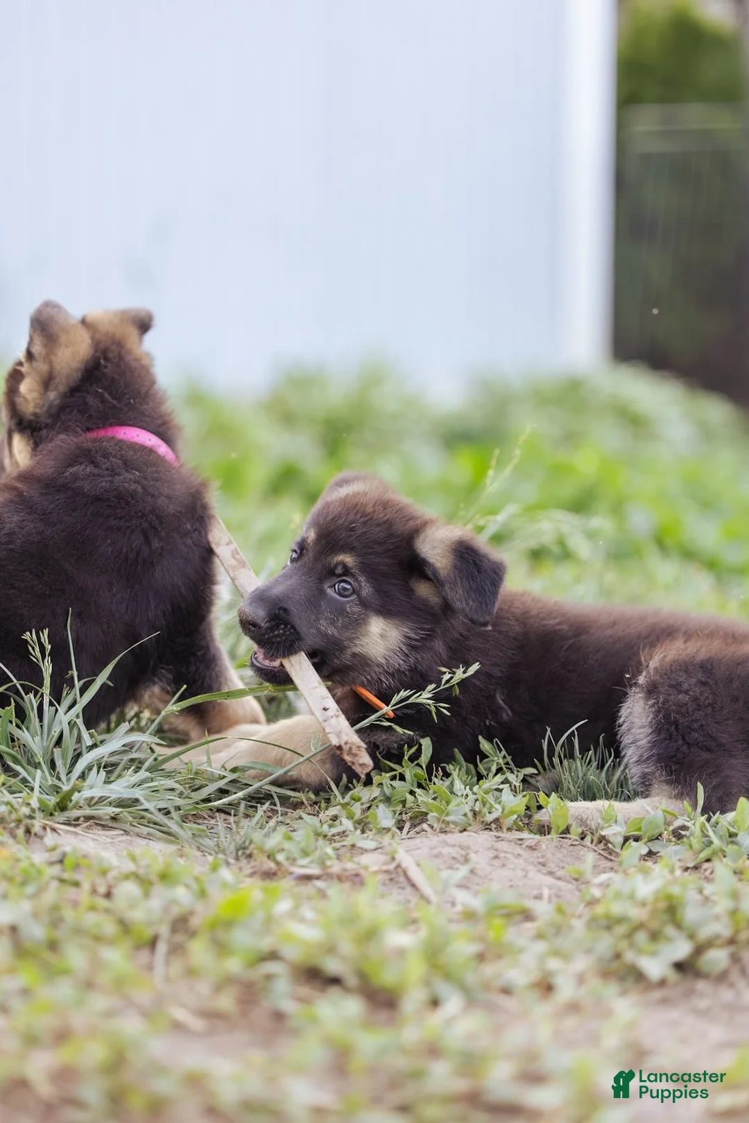 German Shepherd dogs for sale: Amber - Ad 2