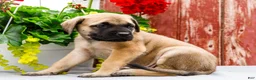 English Mastiff dogs for sale: Morris - Ad 8