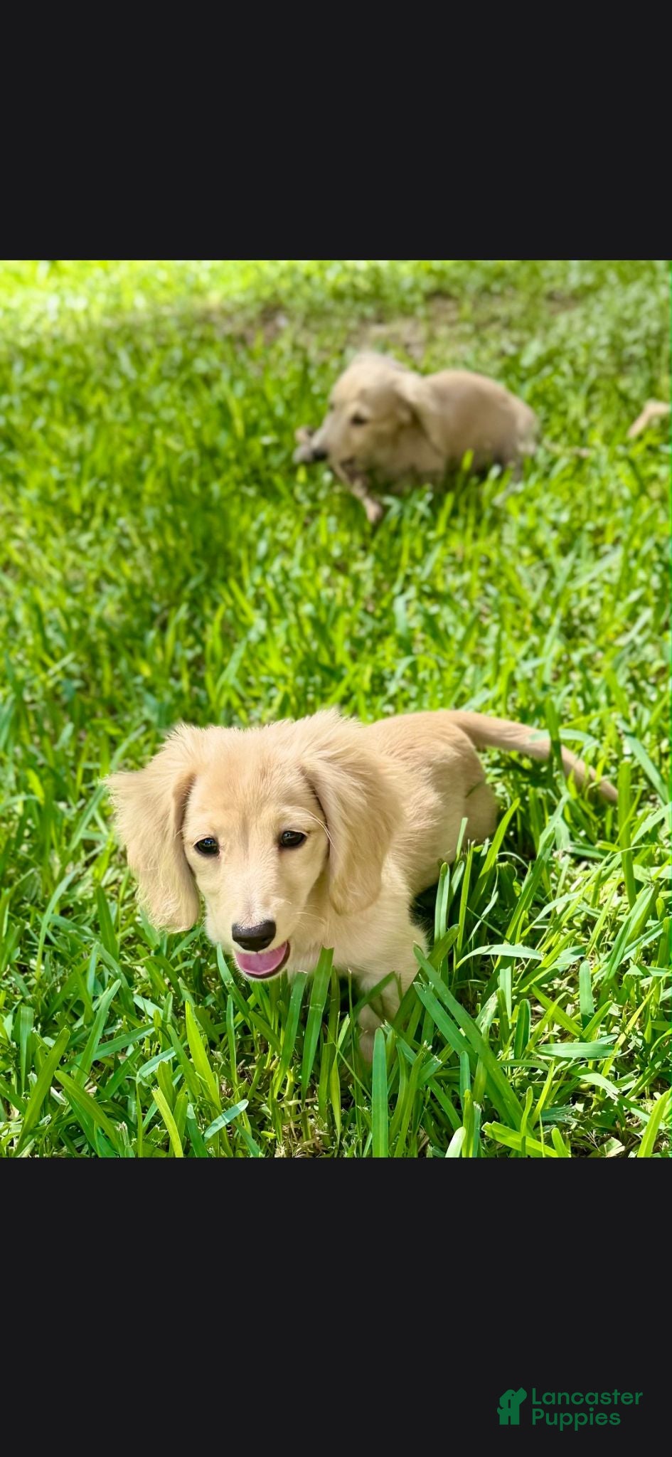 Miniature Dachshund dogs Miniature Dachshund 1 - Ad 15