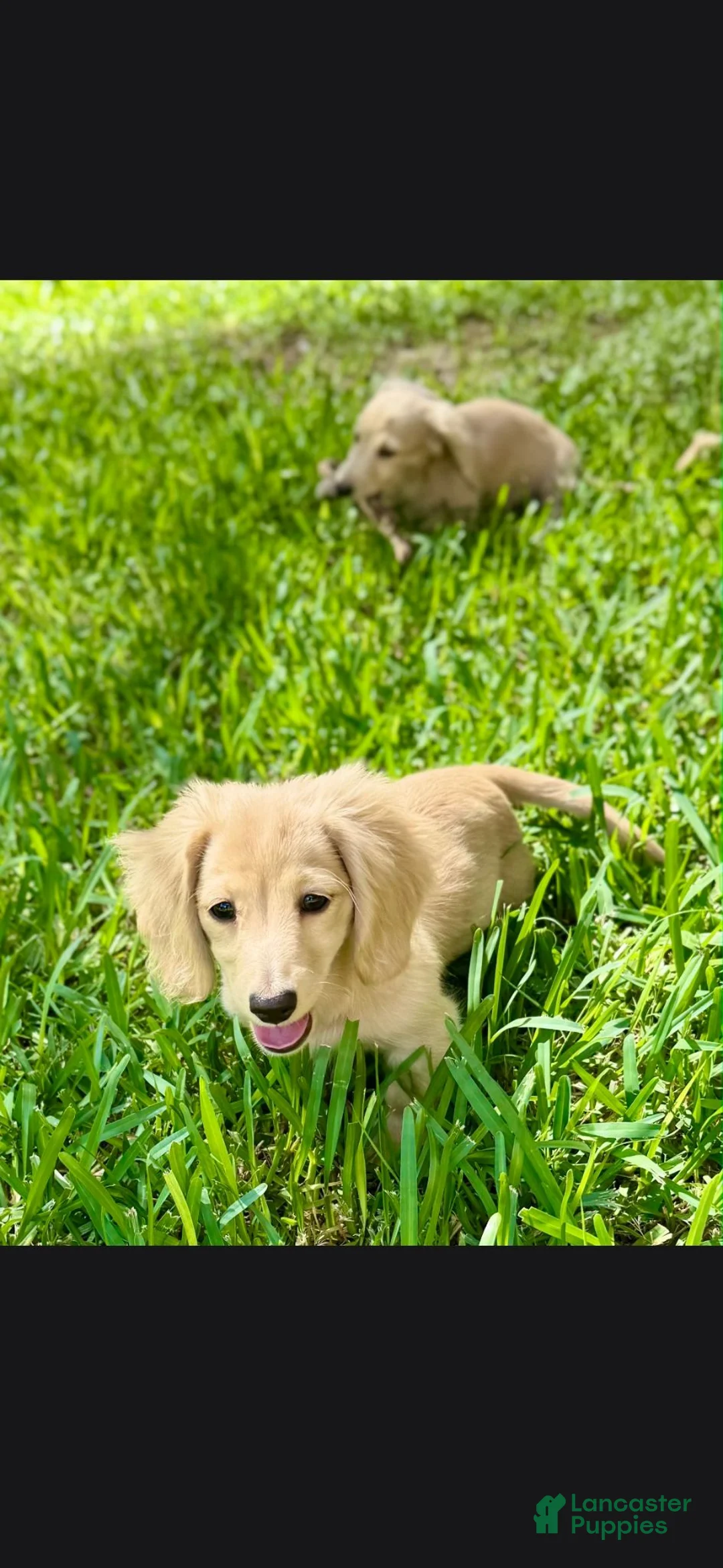 Miniature Dachshund dogs for sale: Miniature Dachshund 1 - Ad 1