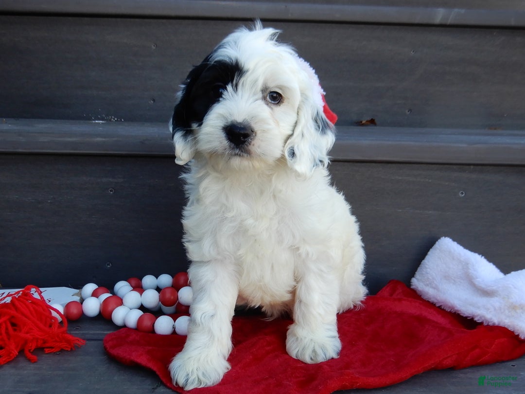 Cockapoo dogs for sale: Luka - Ad 7