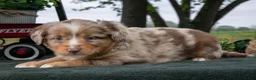 Miniature Australian Shepherd dogs for sale: Coco - Ad 1