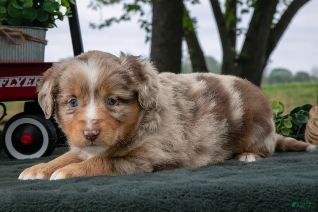 Miniature Australian Shepherd dogs for sale: Coco - Ad 1