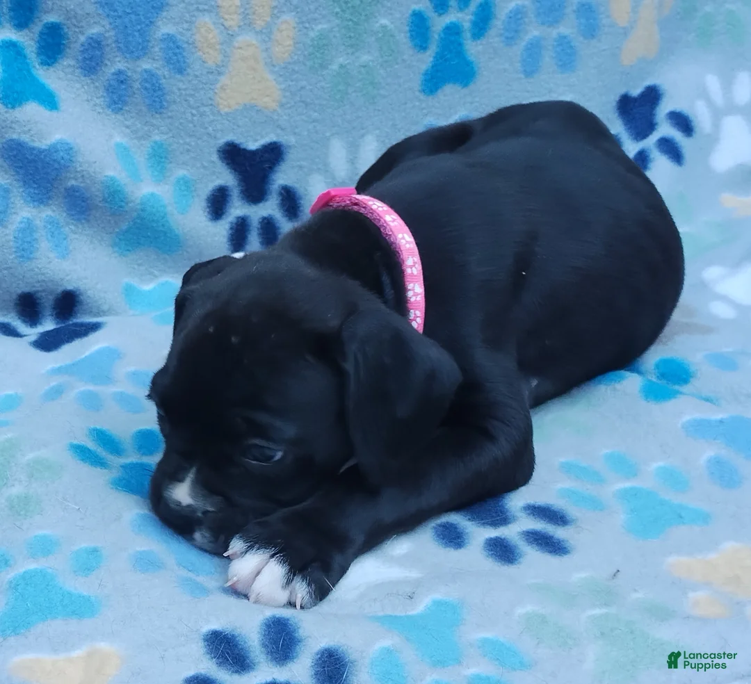Boxer dogs for sale: Boxer Puppy 6 - Ad 1