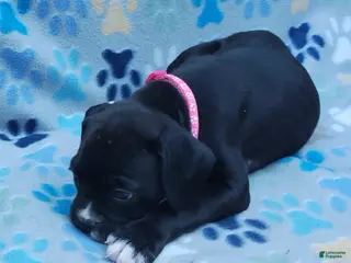Boxer dogs Boxer Puppy 6 - Ad 4