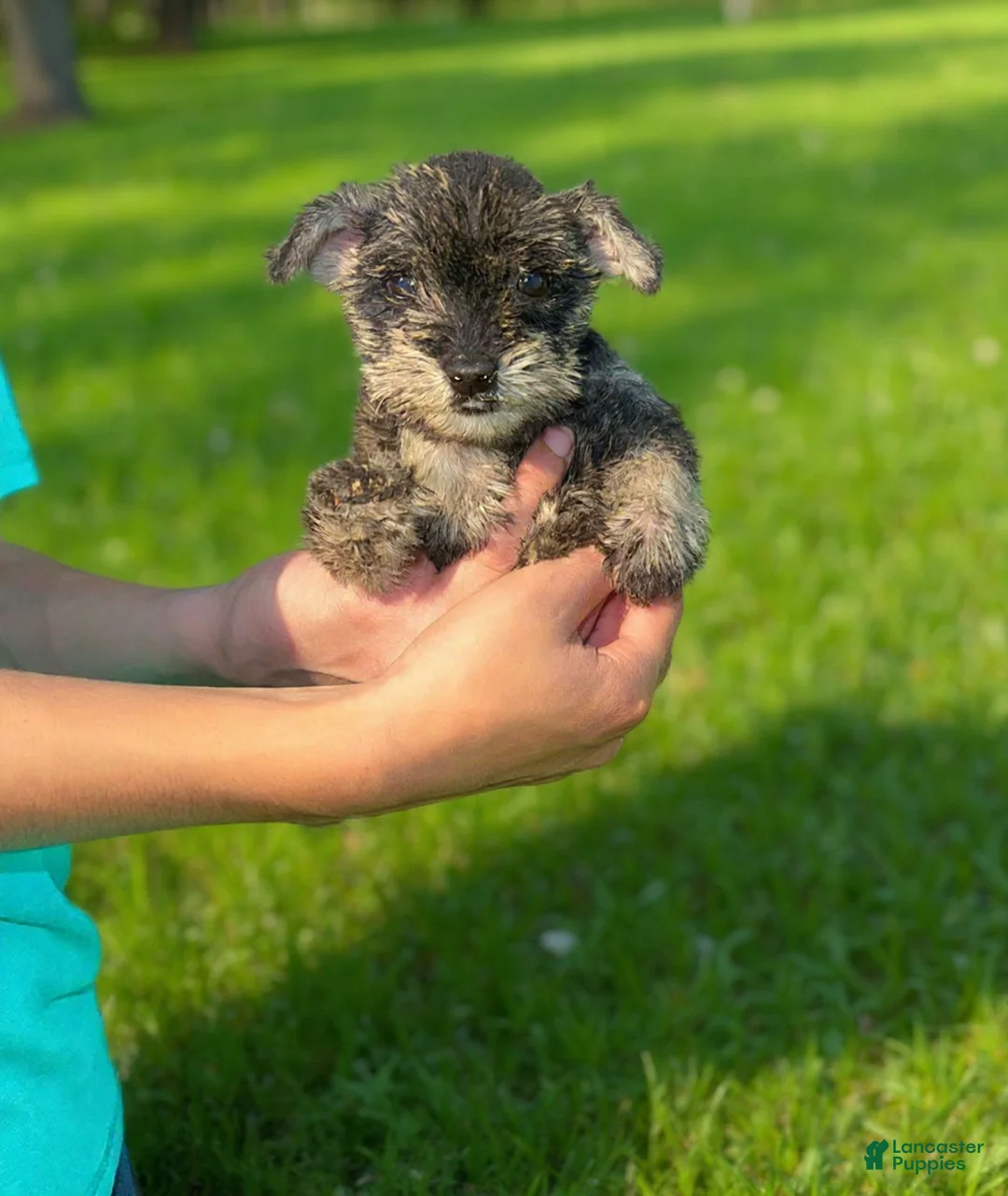 Miniature Schnauzer dogs for sale: Miniature Schnauzer Puppy 1 - Ad 2