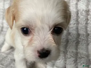 Mixed Breed dogs for sale: Ellie - Ad 4