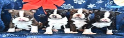 Boston Terrier dogs for sale: Akela - Ad 3