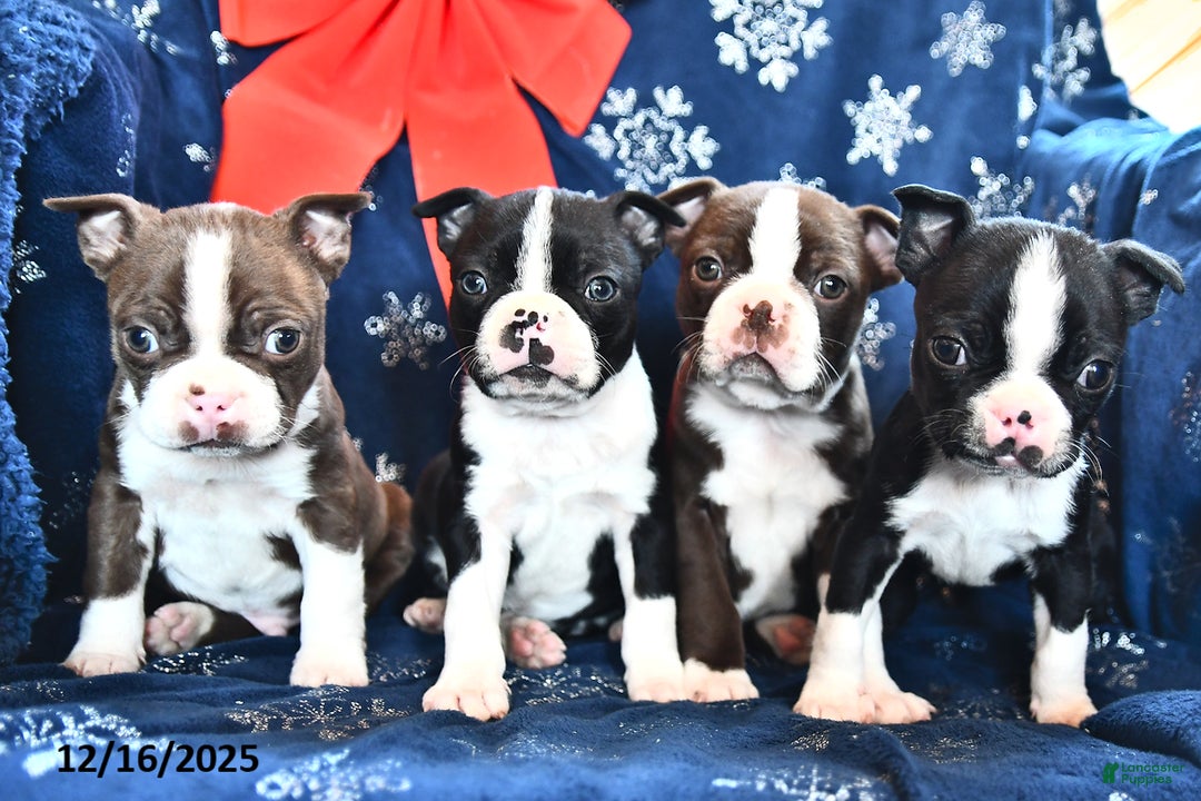 Boston Terrier dogs for sale: Akela - Ad 3
