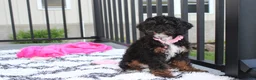 Miniature Poodle dogs for sale: Amber  - Ad 5