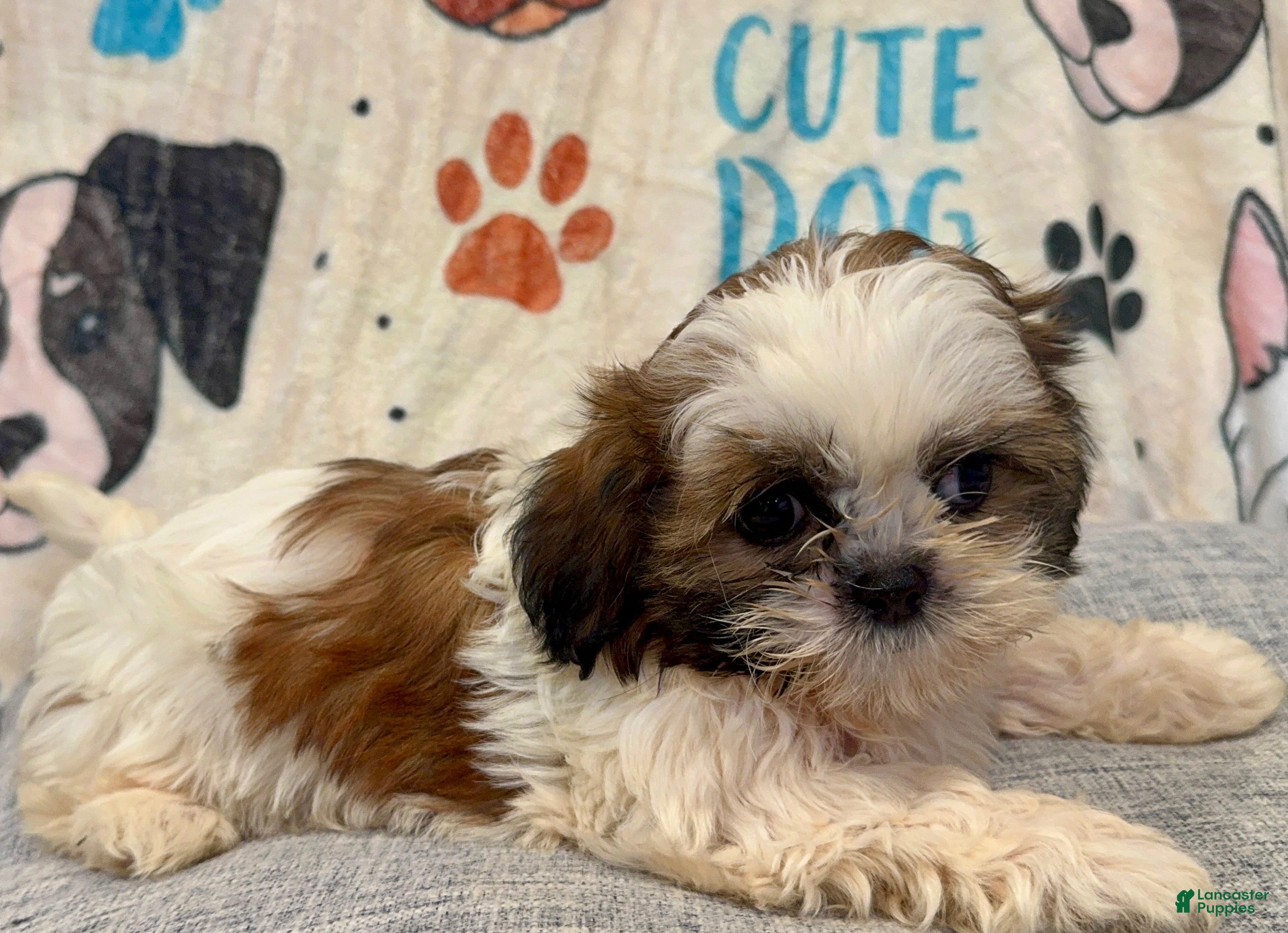 Shih Tzu dogs for sale: Allena  - Ad 9
