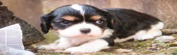 Cavalier King Charles Spaniel dogs for sale: Davy - Ad 4
