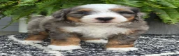 Mini Bernedoodle dogs for sale: Mini Knox - Ad 5