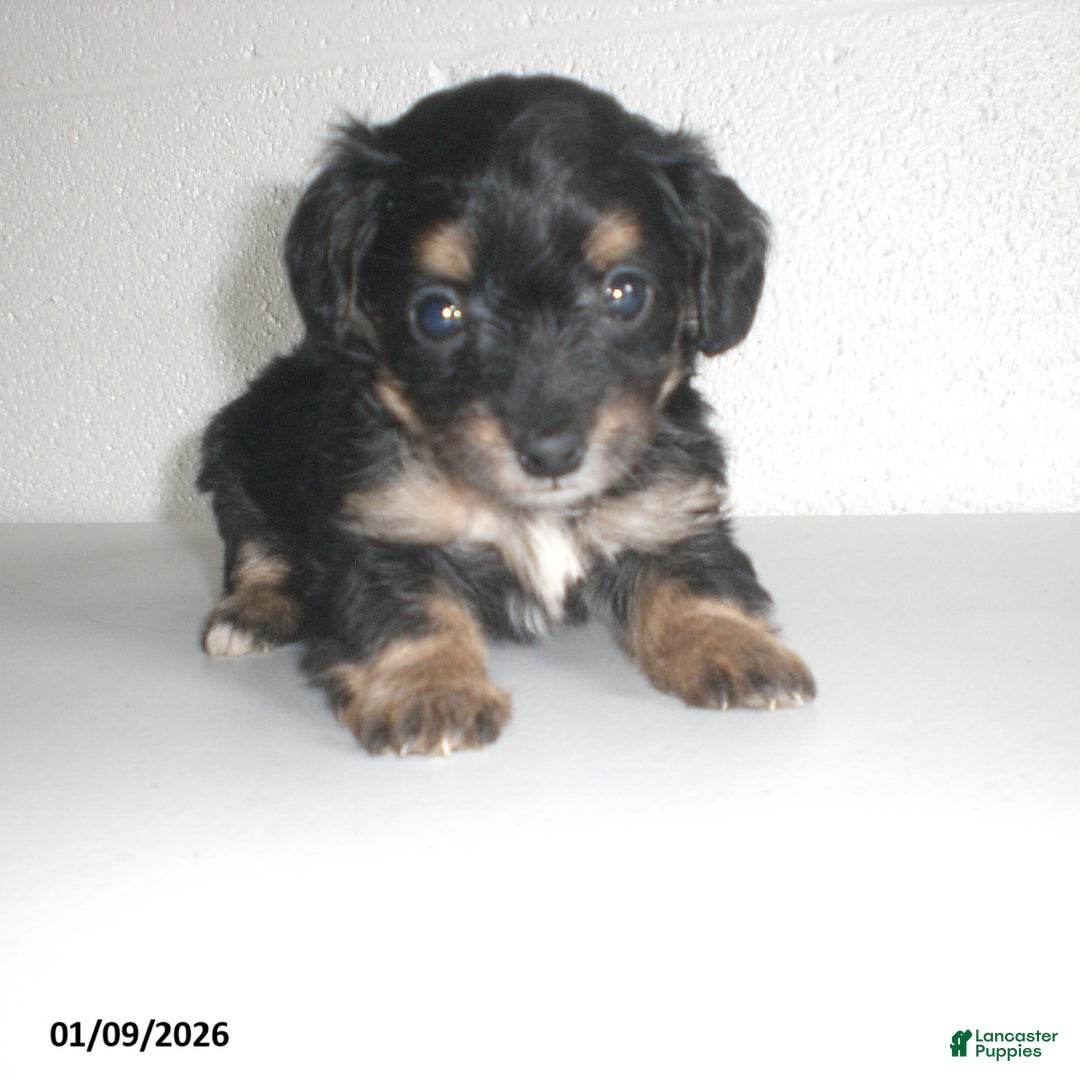 Yorkiepoo dogs for sale: Angie - Ad 15