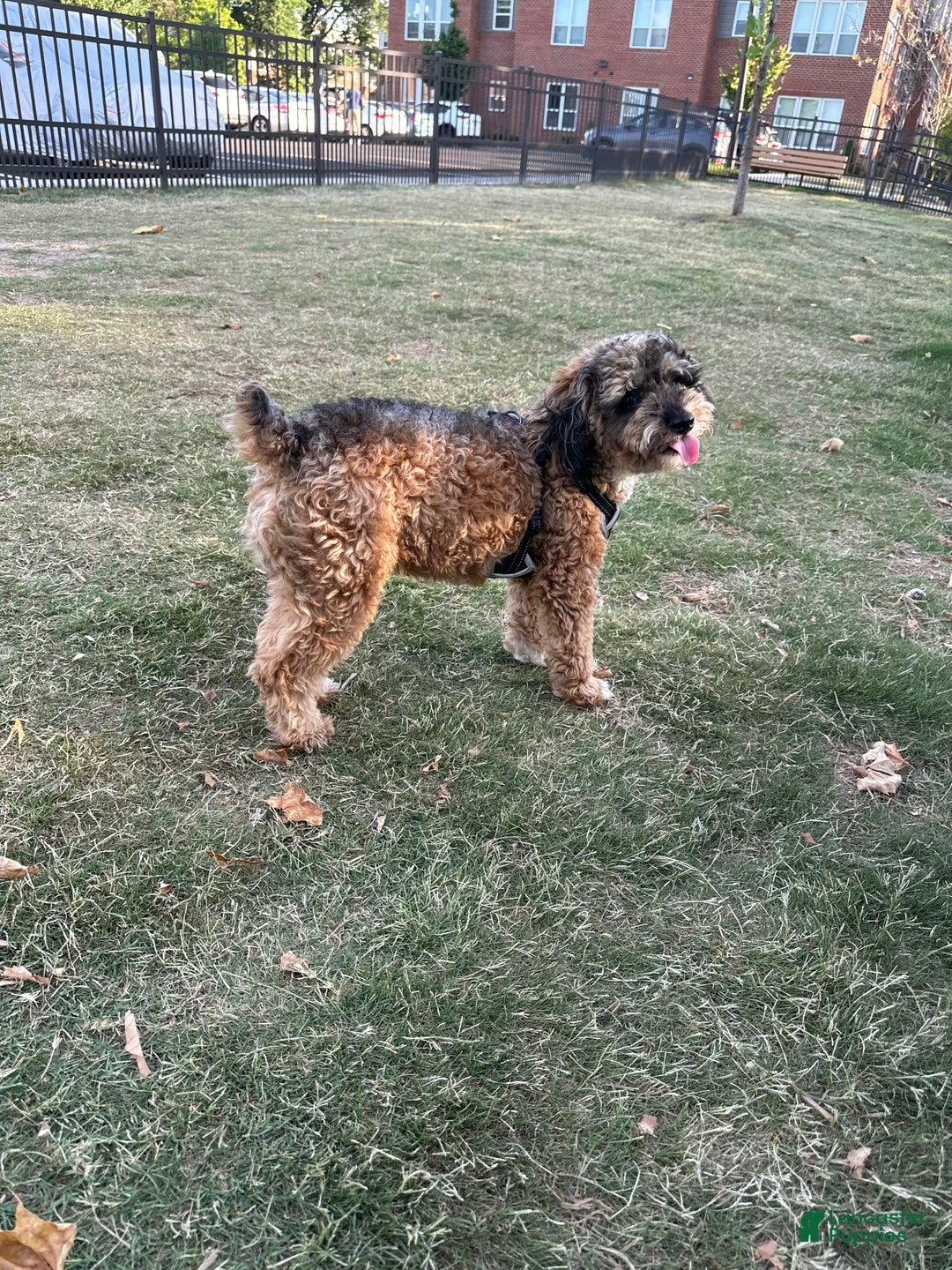 Miniature Poodle dogs for sale: Miniature Poodle Puppy 1 - Ad 3