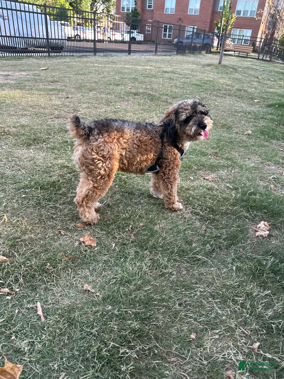 Miniature Poodle dogs for sale: Miniature Poodle Puppy 1 - Ad 3