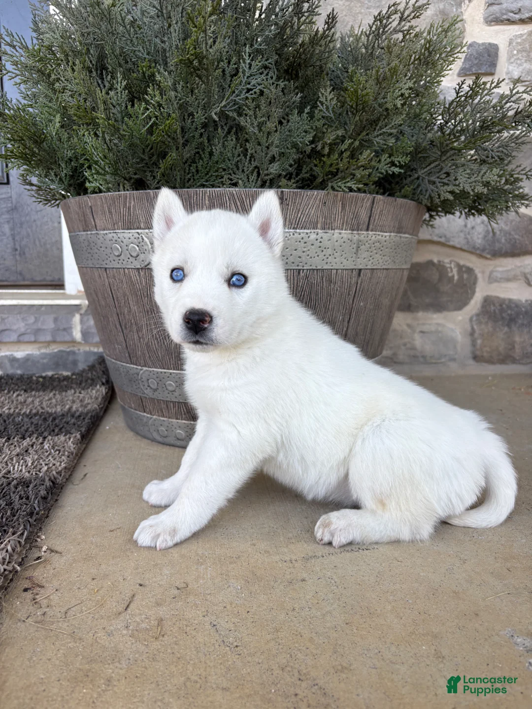 Siberian Husky dogs for sale: Sutton - Ad 1