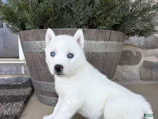 Siberian Husky dogs Sutton - Ad 26