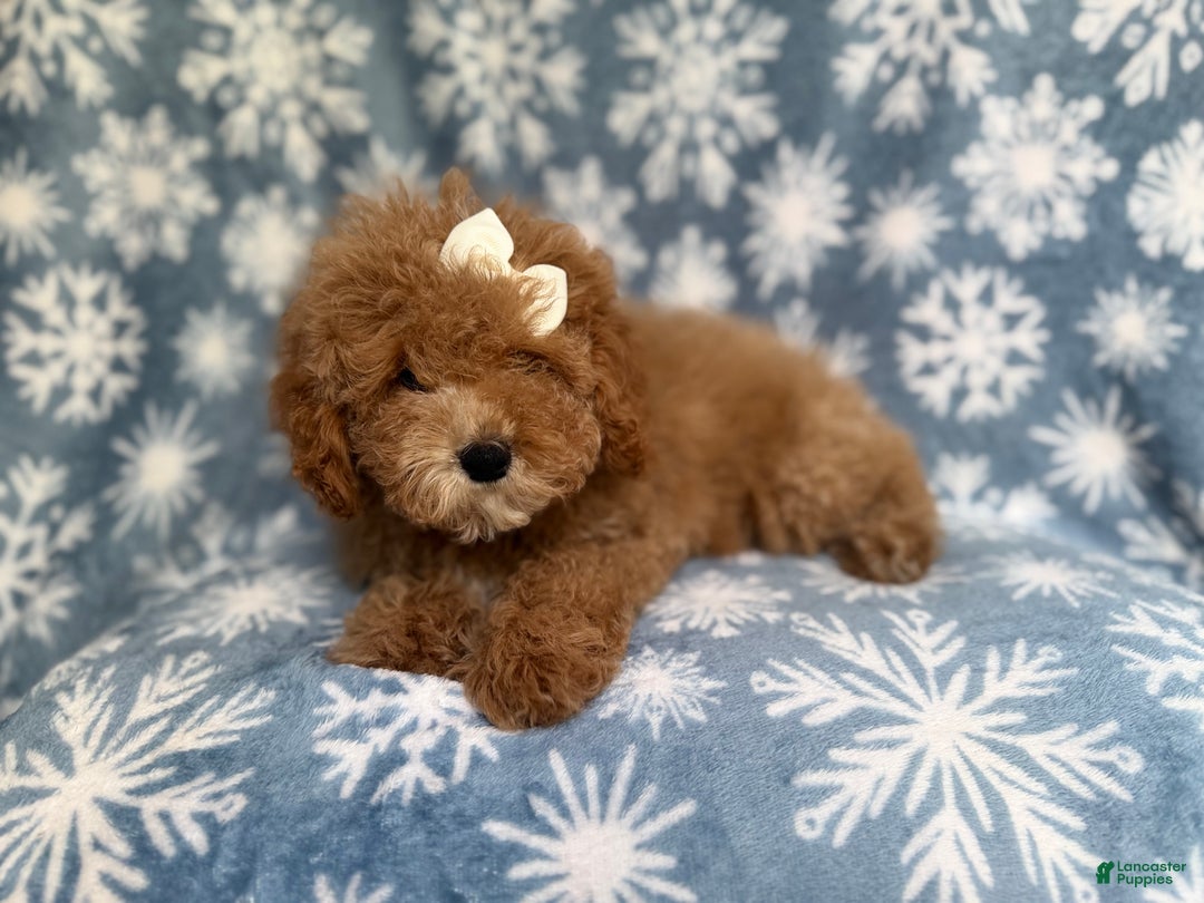 Cockapoo dogs for sale: Penelope - Ad 3