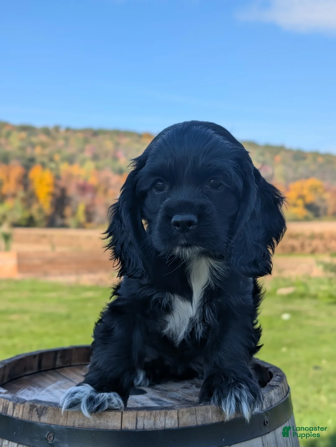 Cocker Spaniel dogs for sale: Casey - Ad 2