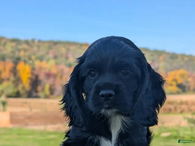 Cocker Spaniel dogs Casey - Ad 2
