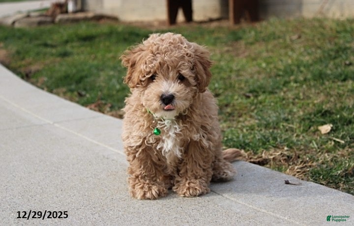 Bichpoo dogs Sammy - Ad 4